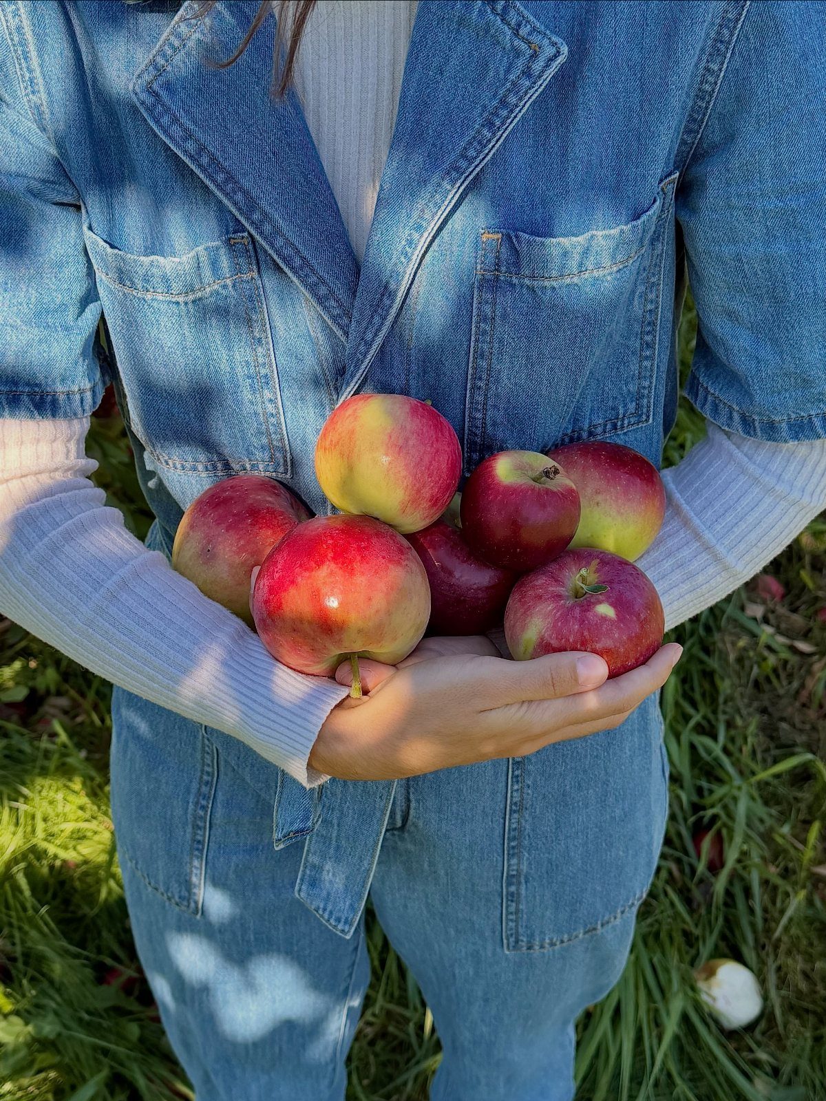 A person holding several red and yellow apples while wearing a blue denim jacket.