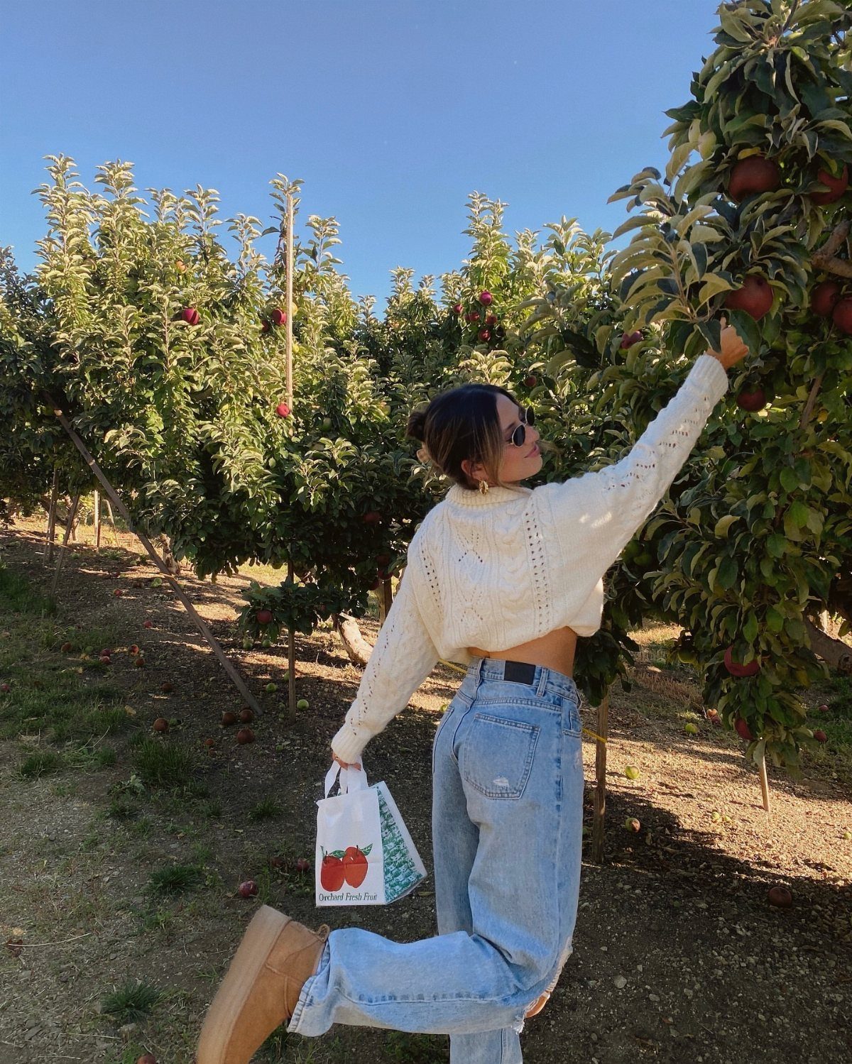 Woman in a white cable-knit sweater and blue jeans picking apples in an orchard.